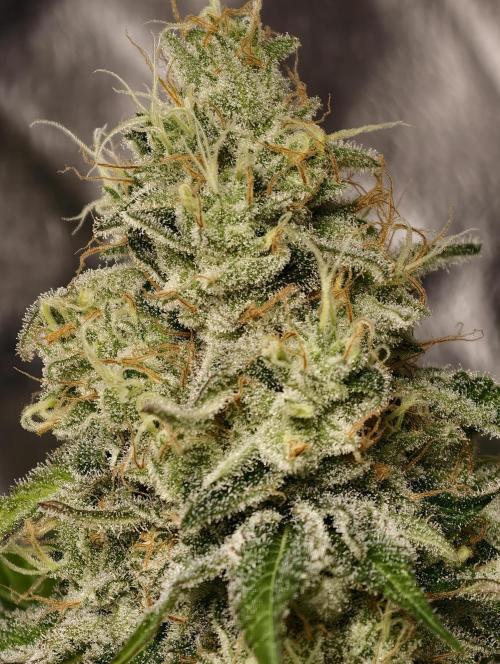 F028 Dutch Passion test strain. Week 10