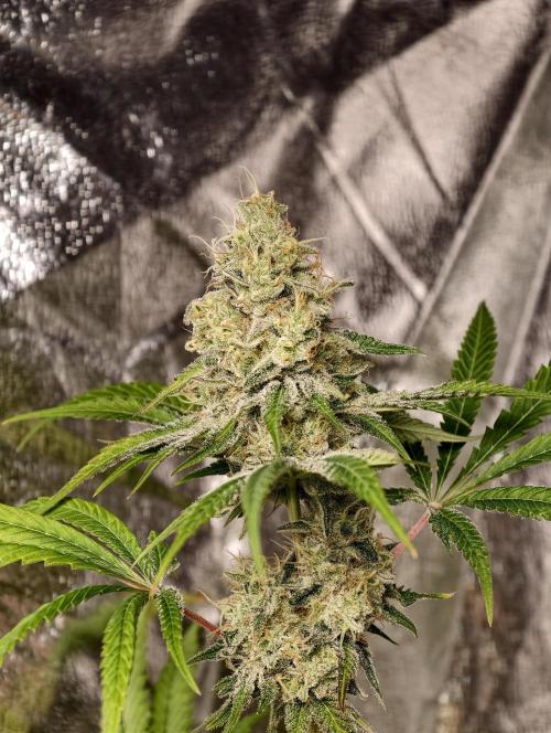 F028 Dutch Passion test strain. Week 10