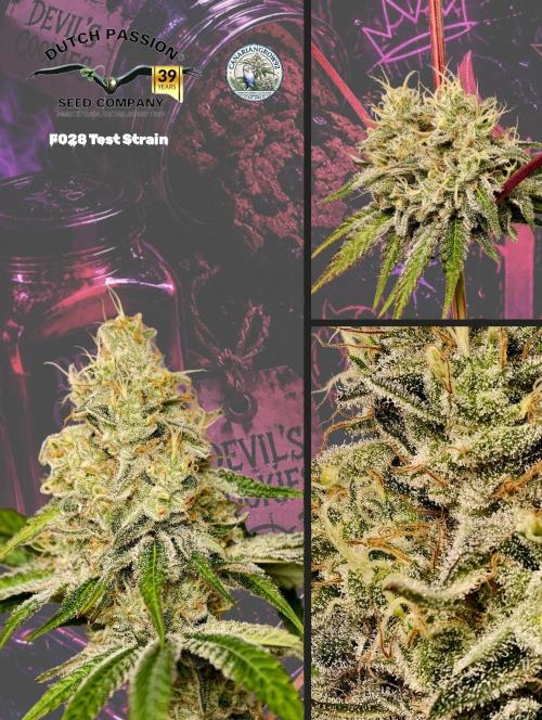 F028 Dutch Passion test strain. Week 10