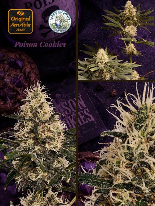 Poison cookies. Week 10