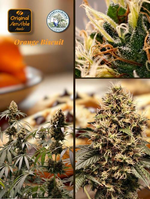 Orange Biscuit. Week 10
