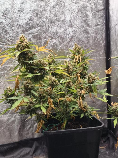 A005 Dutch Passion Test. Week 11