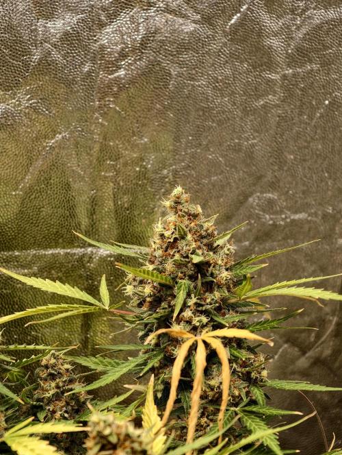 A005 Dutch Passion Test. Week 11
