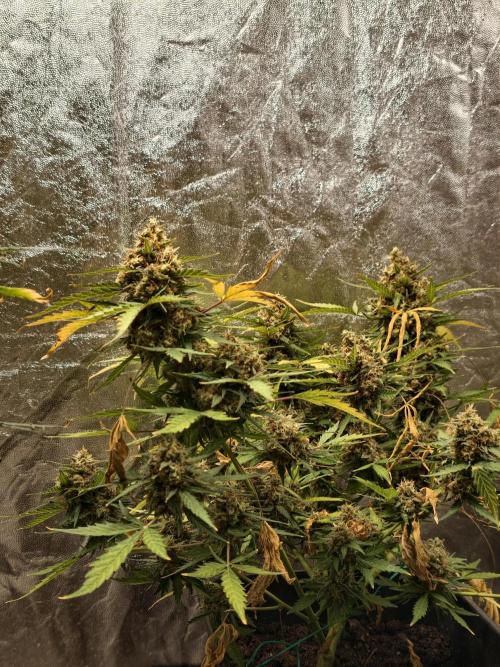 A005 Dutch Passion Test. Week 11