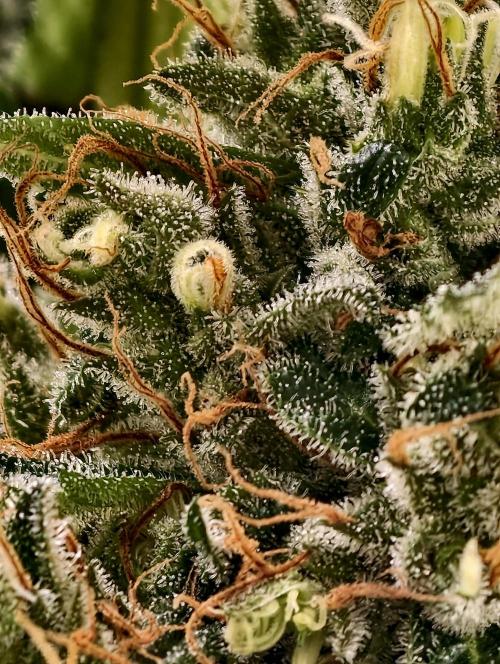 Orange Biscuit. Week 11