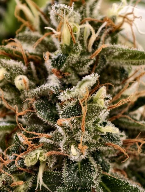 Orange Biscuit. Week 11