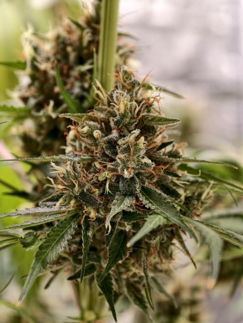 Orange Biscuit. Week 11