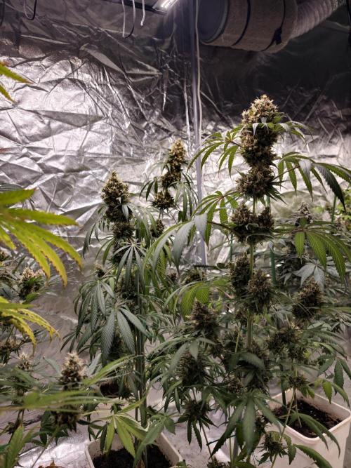 Orange Biscuit. Week 11
