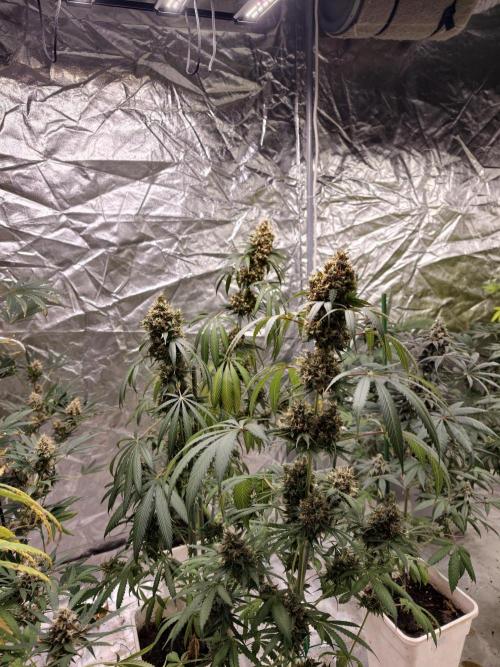 Orange Biscuit. Week 11