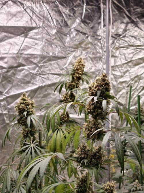 Orange Biscuit. Week 11
