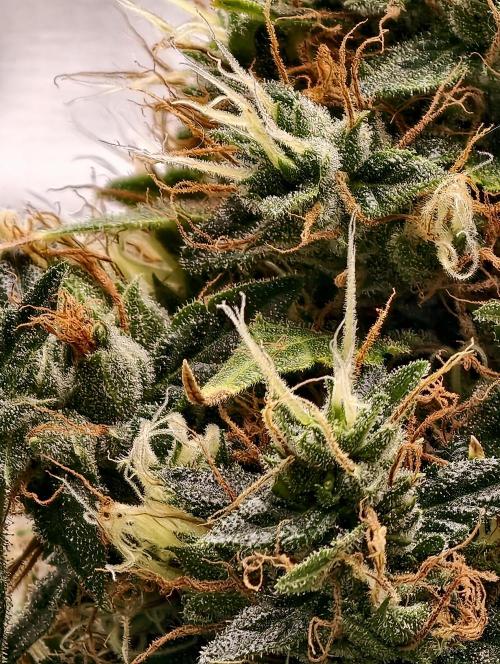 Orange Biscuit. Week 11