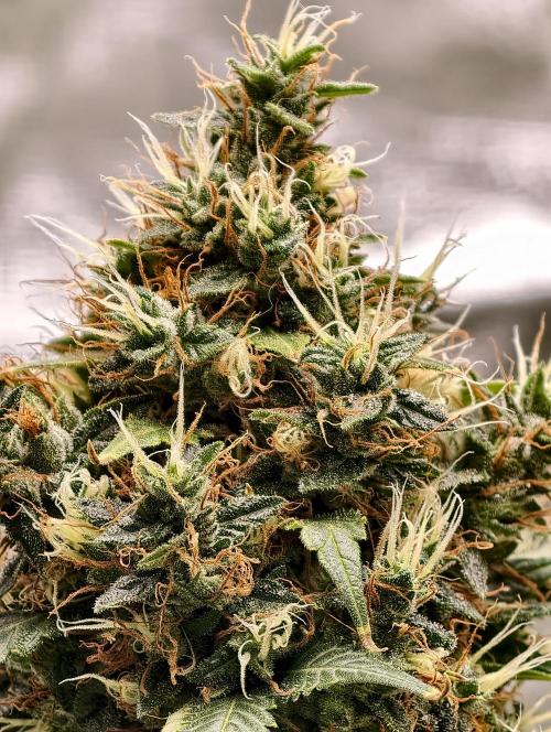 Orange Biscuit. Week 11