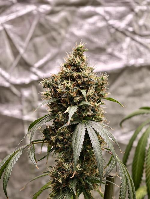 Orange Biscuit. Week 11