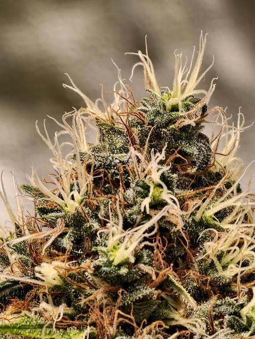 Orange Biscuit. Week 11