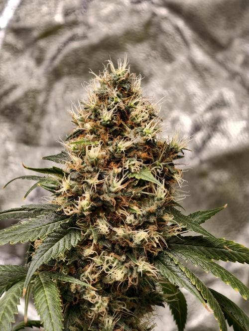 Orange Biscuit. Week 11