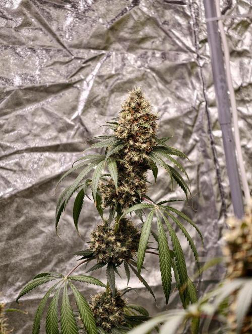 Orange Biscuit. Week 11