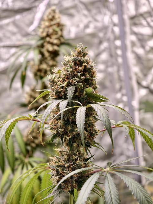 Orange Biscuit. Week 11