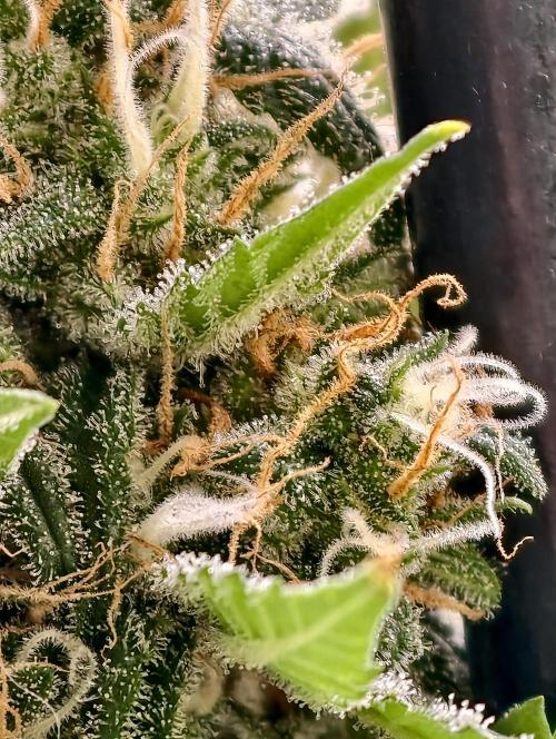 Poison cookies. Week 11