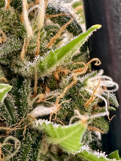 Poison cookies. Week 11