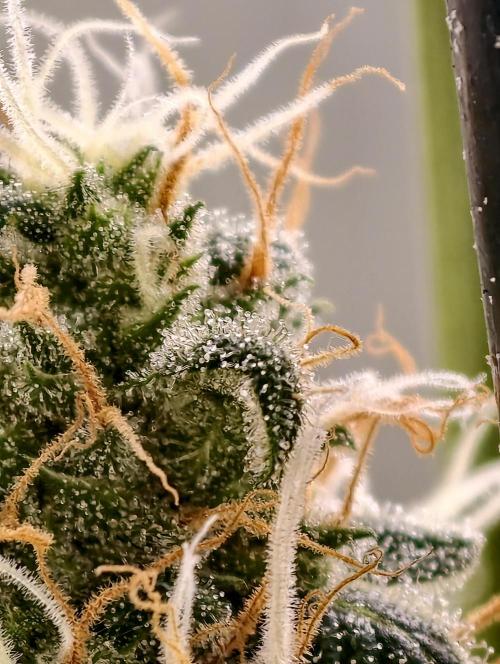 Poison cookies. Week 11