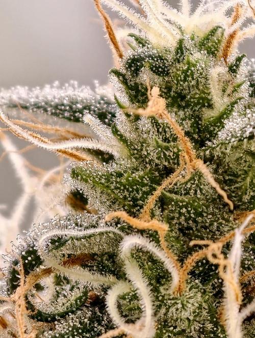 Poison cookies. Week 11