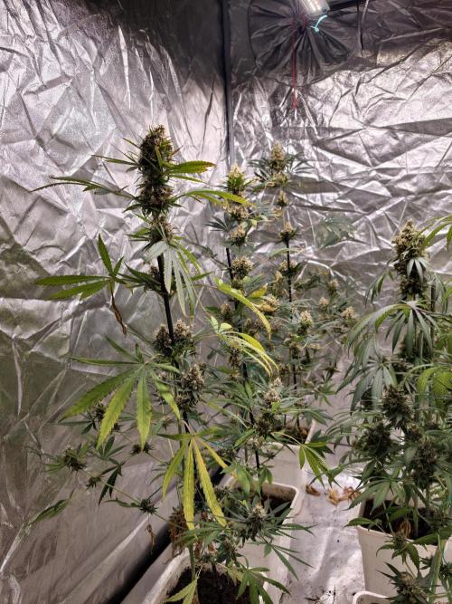 Poison cookies. Week 11