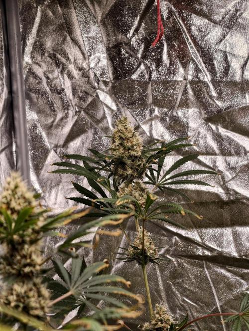 Poison cookies. Week 11