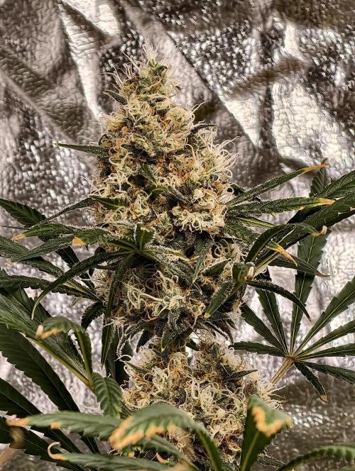 Poison cookies. Week 11