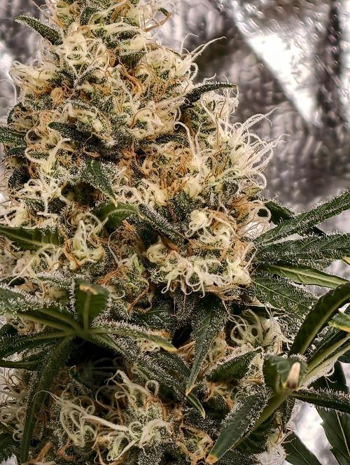 Poison cookies. Week 11