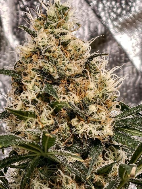 Poison cookies. Week 11