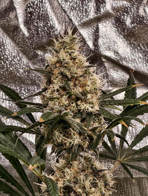 Poison cookies. Week 11
