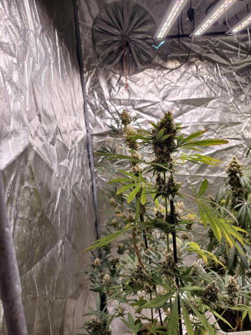 Poison cookies. Week 11