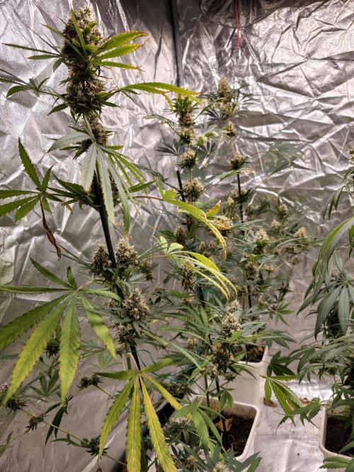 Poison cookies. Week 11