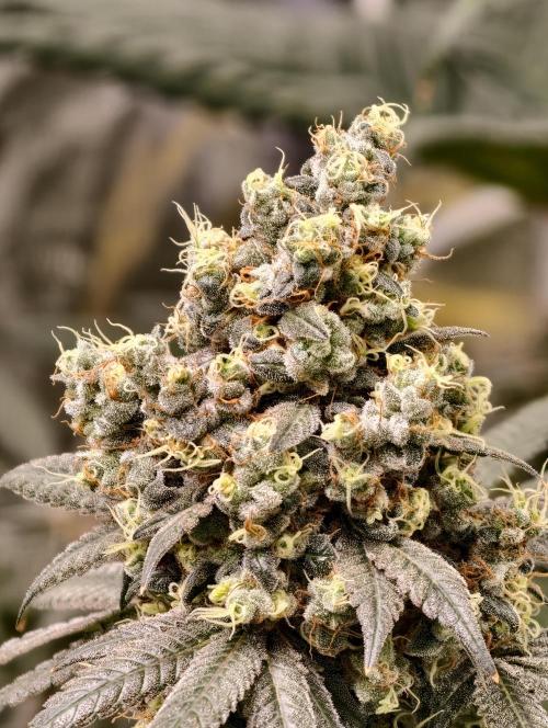 F001 Dutch Passion test strain. Week 12