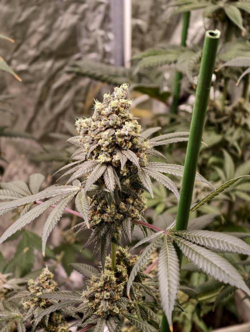 F001 Dutch Passion test strain. Week 12