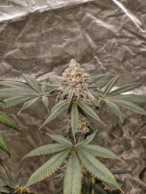 F001 Dutch Passion test strain. Week 12