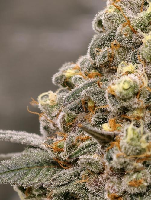 F001 Dutch Passion test strain. Week 12