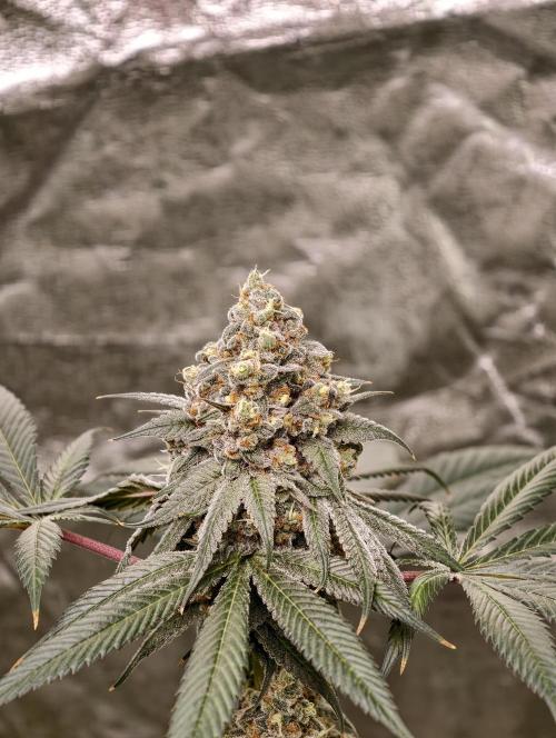F001 Dutch Passion test strain. Week 12