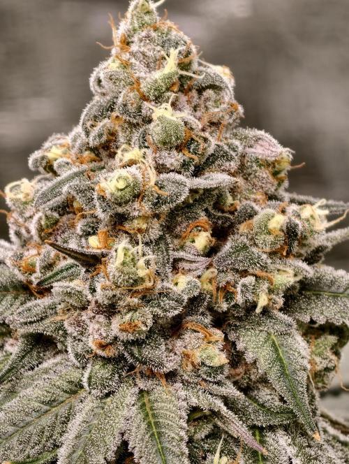 F001 Dutch Passion test strain. Week 12