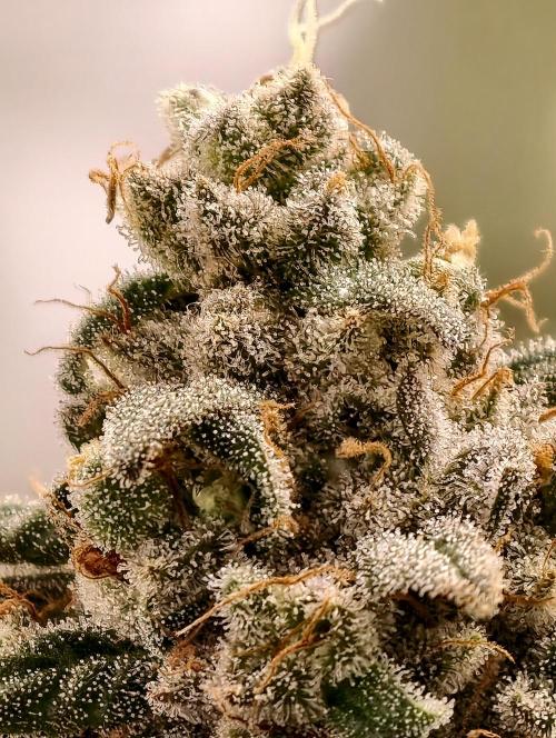 F002 Dutch Passion test strain. Week 12