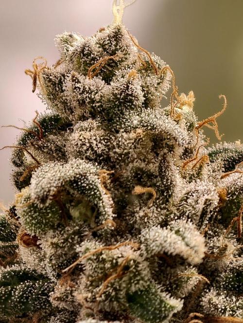 F002 Dutch Passion test strain. Week 12