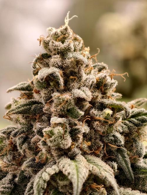F002 Dutch Passion test strain. Week 12