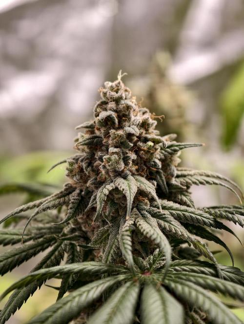 F002 Dutch Passion test strain. Week 12