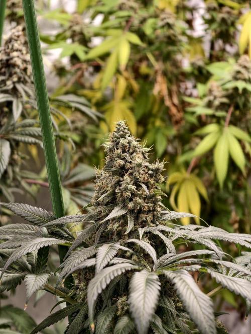 F002 Dutch Passion test strain. Week 12