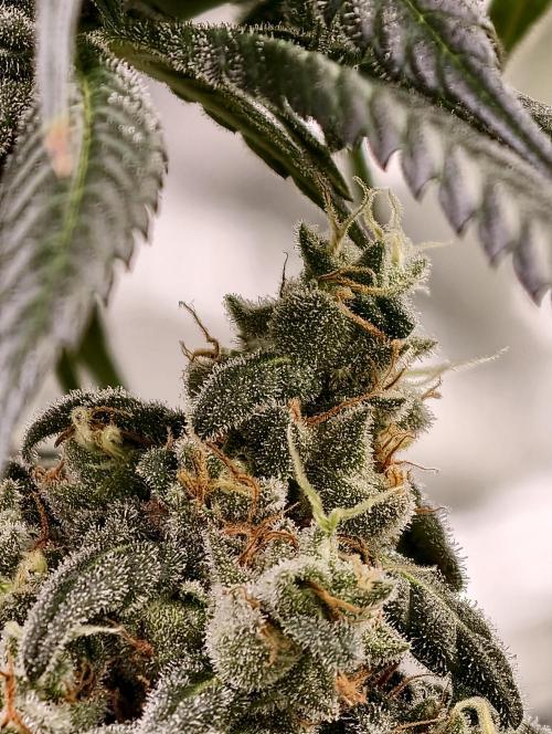 F002 Dutch Passion test strain. Week 12