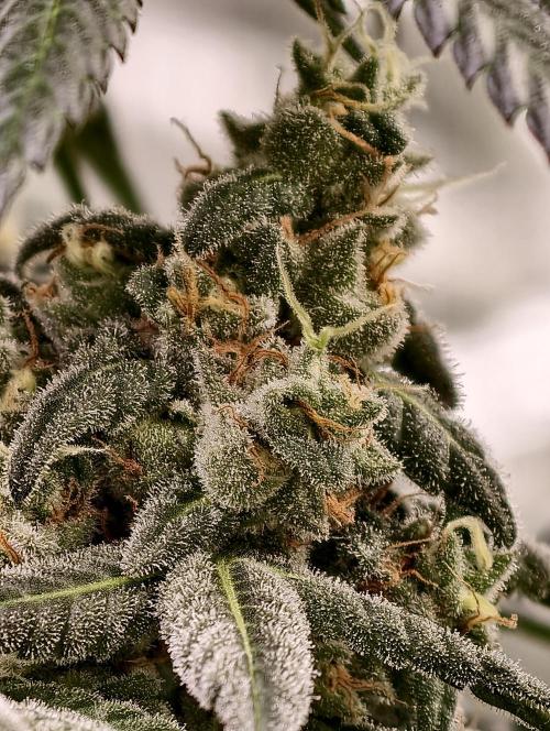 F002 Dutch Passion test strain. Week 12