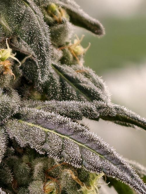 F002 Dutch Passion test strain. Week 12