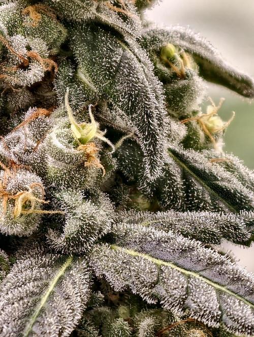 F002 Dutch Passion test strain. Week 12