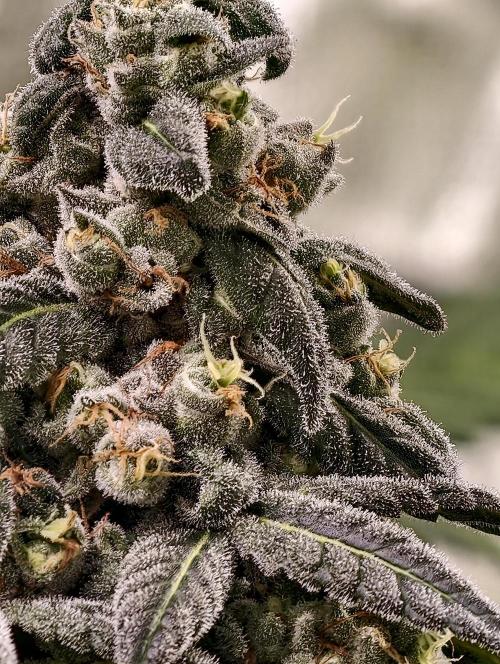 F002 Dutch Passion test strain. Week 12