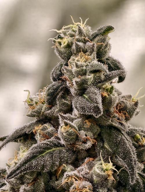 F002 Dutch Passion test strain. Week 12